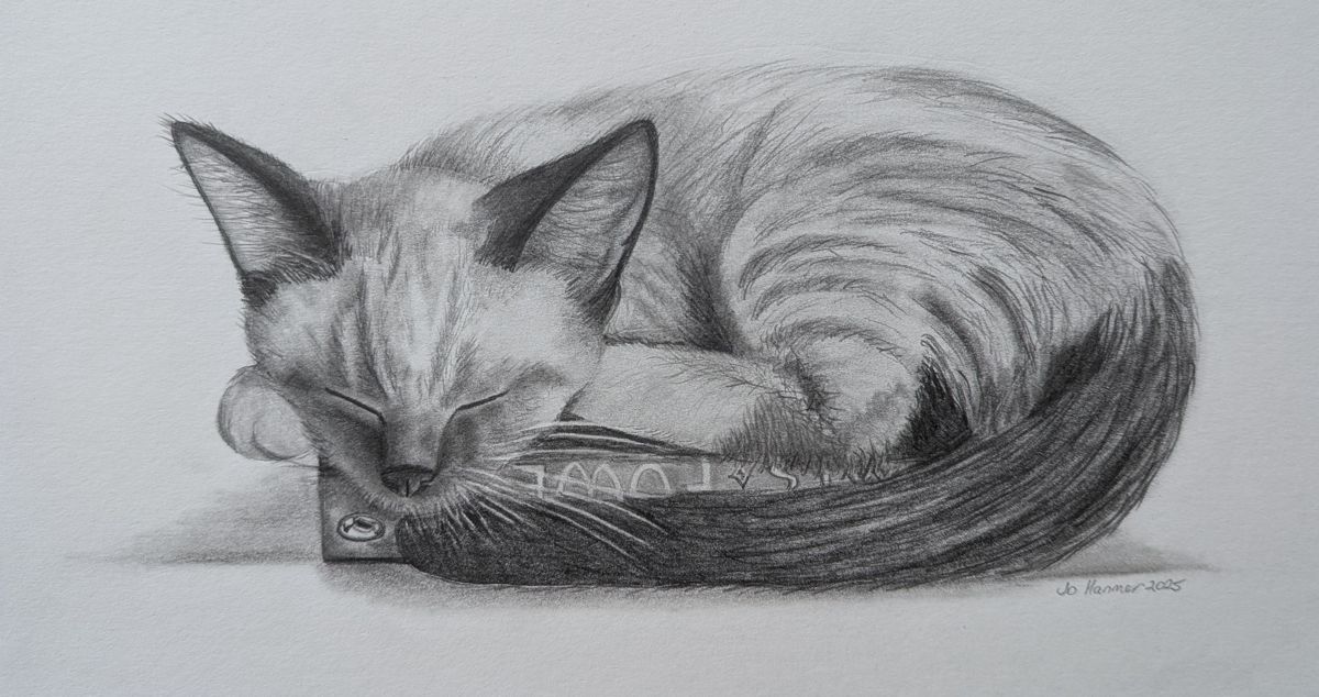 A pencil drawing of a Siamese kitten asleep, curled around her tail.